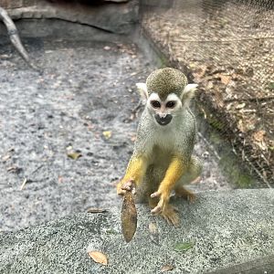 Squirrel Monkey