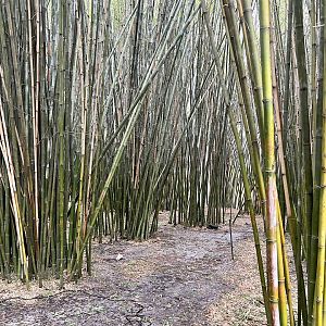 Bamboo