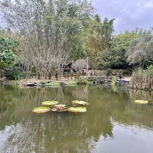 Garden Pond