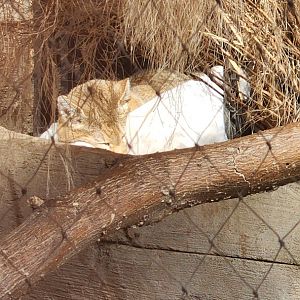African Wildcat in old Fox Exhibit