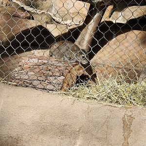 Hyrax in Desert Dome