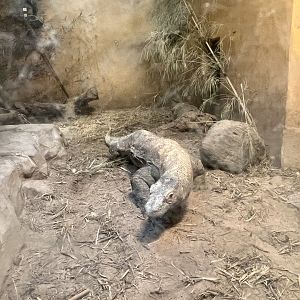 Komodo Dragon