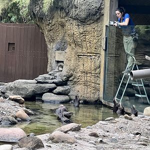 Small-clawed Otter enrichment / conditioning?