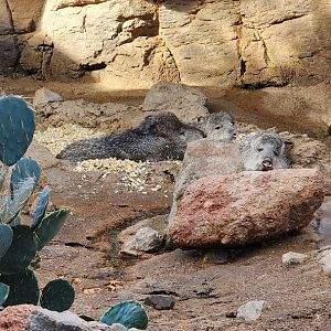 Peccaries in the Desert Dome