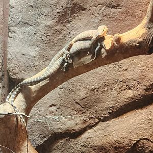 Kimberly Rock Monitors