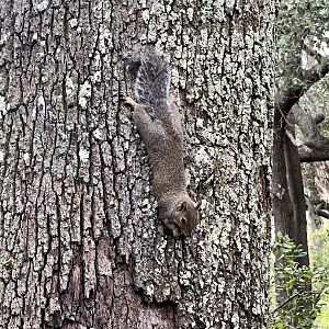 Grey Squirrel