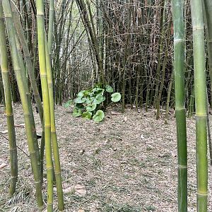 Bamboo grove