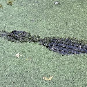 American Alligator