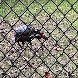Wild Turkey