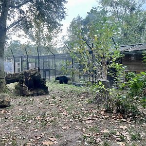 American Black Bear Exhibit