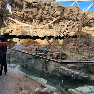 Ocelot and Peccary Exhibit