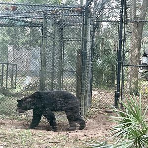 American Black Bear