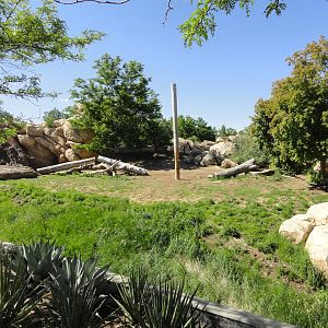 African Lion Exhibit