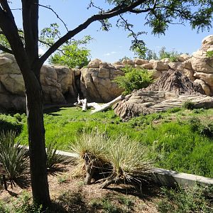 African Lion Exhibit