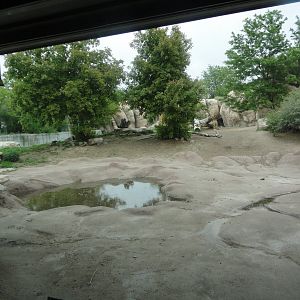 African Lion Exhibit