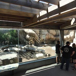 African Lion Exhibit Side Yard