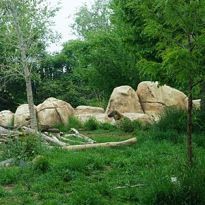 Spotted Hyena Exhibit