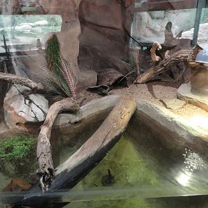 West African Dwarf Crocodile Exhibit
