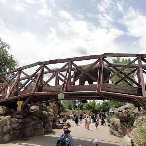 Asian Elephant Bridge