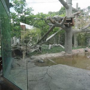 Clouded Leopard Exhibit Left Portion