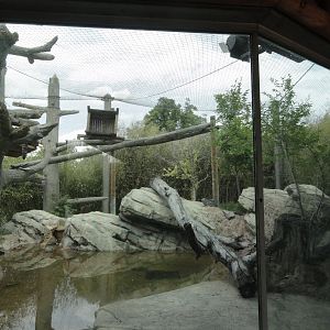 Clouded Leopard Exhibit Right Portion