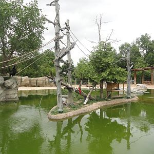 White-Cheeked Gibbon Island 2