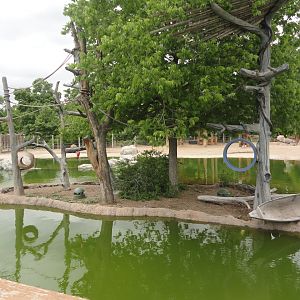 White-Cheeked Gibbon Island 3
