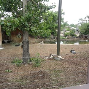 Malayan Tapir Exhibit
