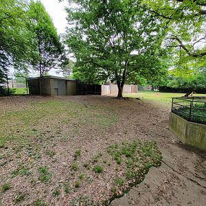 Louisville 5/22 - Bongo, East African crowned crane, Ruppell's griffon vulture