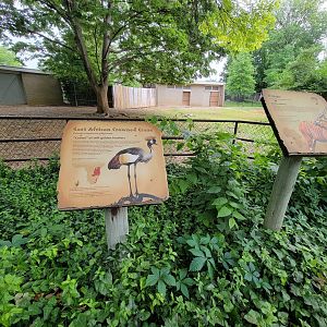 Louisville 5/22 - Bongo, East African crowned crane, Ruppell's griffon vulture