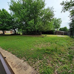 Louisville 5/22 - Bongo, East African crowned crane, Ruppell's griffon vulture