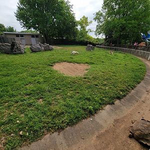 Louisville 5/22 - Addax, sulcata tortoise
