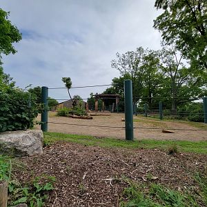 Louisville 5/22 - African and Asian elephants