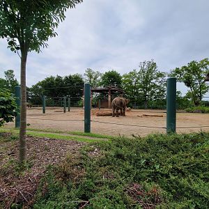 Louisville 5/22 - African and Asian elephants