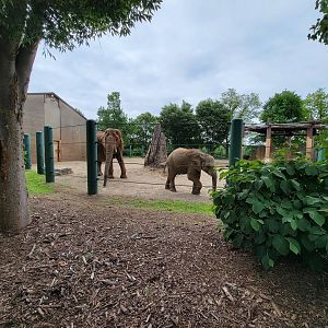 Louisville 5/22 - Asian elephants, Mikki and Fitz