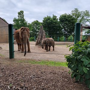 Louisville 5/22 - Asian elephants, Mikki and Fitz