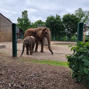 Louisville 5/22 - Asian elephants, Mikki and Fitz