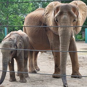 Louisville 5/22 - Asian elephants, Mikki and Fitz