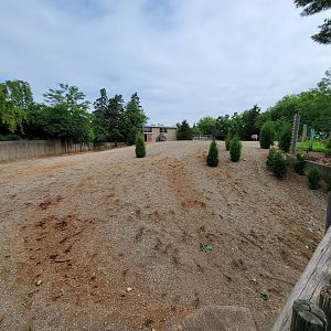 Louisville 5/22 - Hartmann's Mountain Zebra