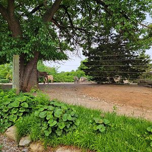 Louisville 5/22 - Hartmann's Mountain Zebra