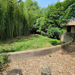 Louisville 5/22 - Wattled crane
