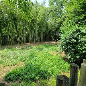 Louisville 5/22 - Wattled crane