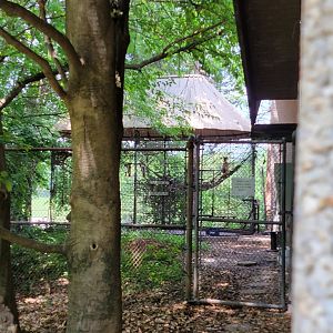 Louisville 5/22 - Woolly monkeys