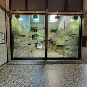 Louisville 5/22 - Giraffe House, rock hyrax and African pygmy falcon