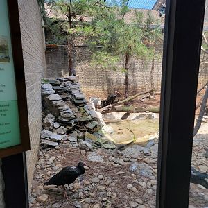 Louisville 5/22 - Giraffe House, Waldrapp ibis exhibit