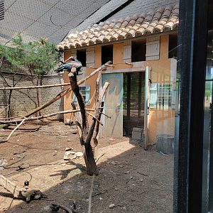 Louisville 5/22 - Giraffe House, Waldrapp ibis exhibit