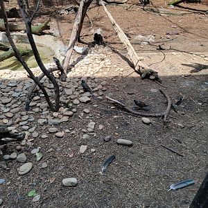 Louisville 5/22 - Giraffe House, wild birds in Waldrapp ibis exhibit