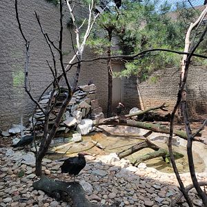 Louisville 5/22 - Giraffe House, Waldrapp ibis exhibit