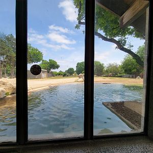 Louisville 5/22 - Giraffe House, view of giraffe pool