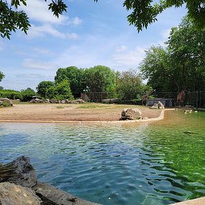 Louisville 5/22 - Giraffes